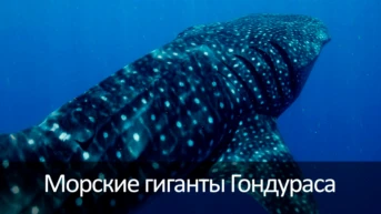 Морские гиганты Гондураса