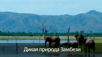 Дикая природа Замбези