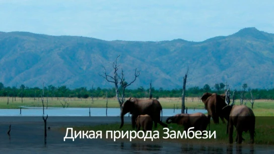 Дикая природа Замбези