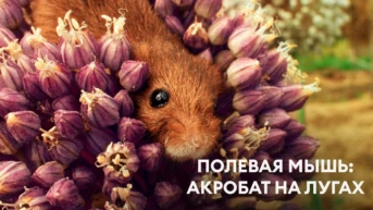 Полевая мышь: акробат на лугах