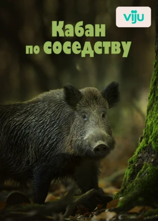 Кабан по соседству