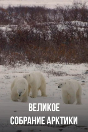 Великое собрание Арктики