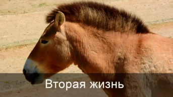 Вторая жизнь