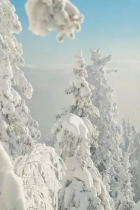 Зимний лес на горе