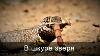 В шкуре зверя