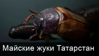 Майские жуки Татарстан