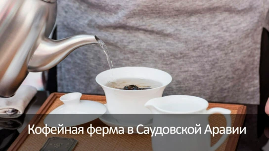 Кофейная ферма в Саудовской Аравии