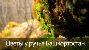 Цветы у ручья Башкортостан