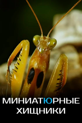 Миниатюрные хищники