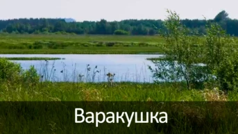 Варакушка