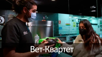 Вет-Квартет