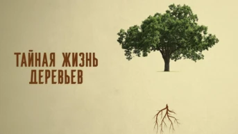 Тайная жизнь деревьев