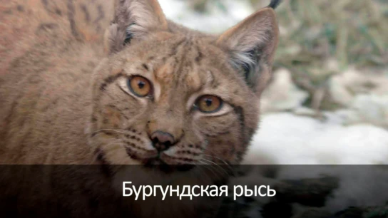 Бургундская рысь