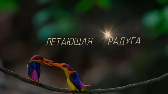 Летающая радуга