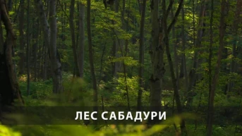 Лес Сабадури