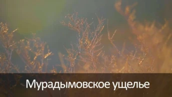 Мурадымовское ущелье