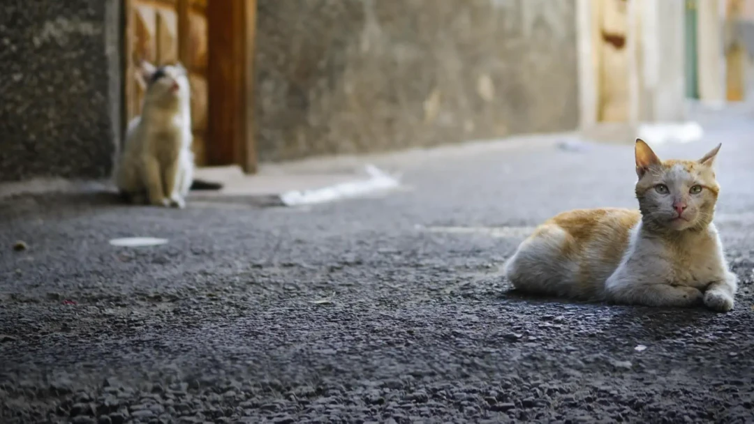 Фильм Мой кот из Дамаска