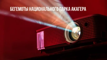 Бегемоты национального парка Акагера