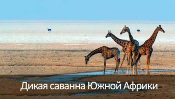 Дикая саванна Южной Африки