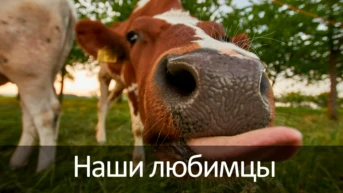 Наши любимцы