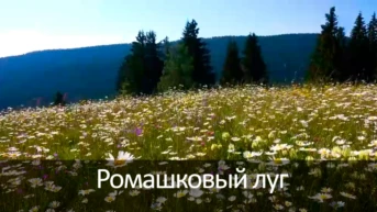 Ромашковый луг
