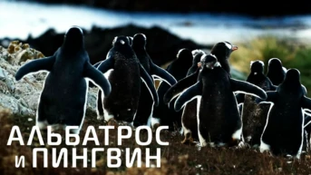 Альбатрос и пингвин