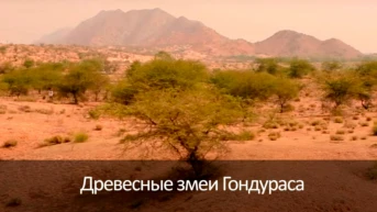 Древесные змеи Гондураса