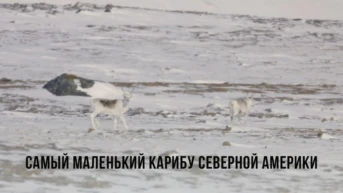 Самый маленький карибу Северной Америки