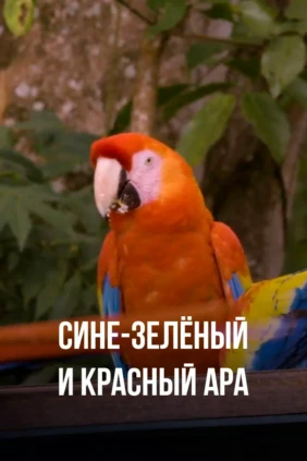 Сине-зелёный и красный ара