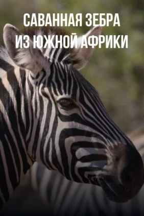 Саванная зебра из Южной Африки