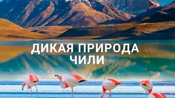 Дикая природа Чили