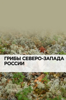 Грибы Северо-Запада России