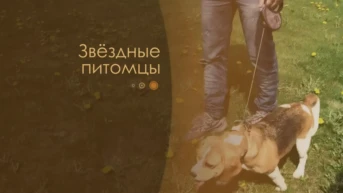 Звёздные питомцы