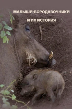 Малыши-бородавочники и их история