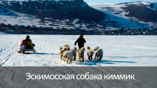 Эскимосская собака киммик