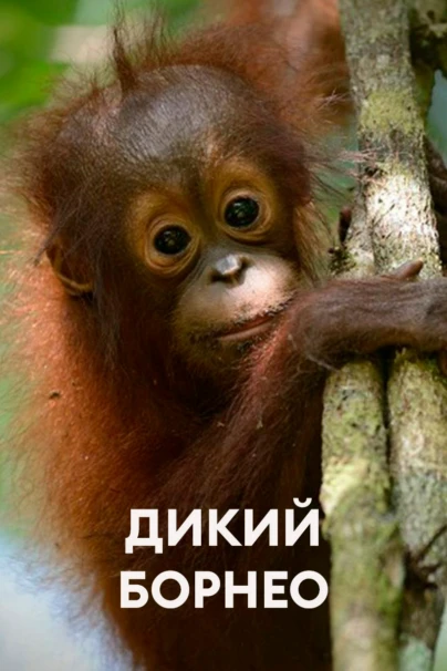 Дикий Борнео