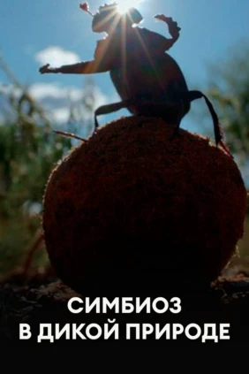 Симбиоз в дикой природе