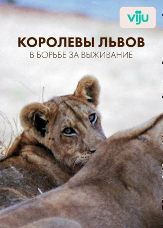 Королевы львов: в борьбе за выживание