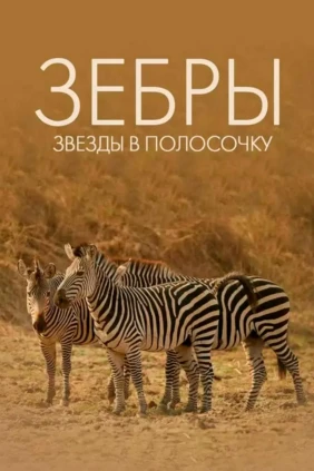 Зебры: звезды в полосочку