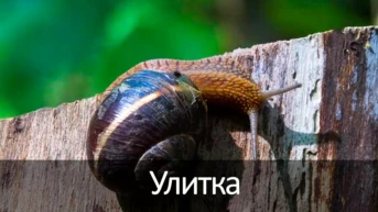 Улитка
