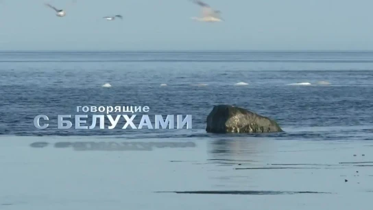 Говорящие с белухами