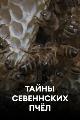 Тайны севеннских пчёл
