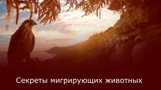 Секреты мигрирующих животных