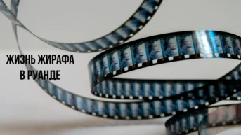 Жизнь жирафа в Руанде