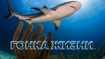 Гонка жизни