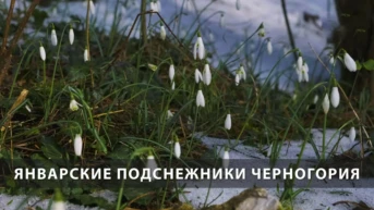 Январские подснежники Черногория