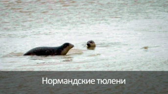 Нормандские тюлени