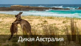 Дикая Австралия