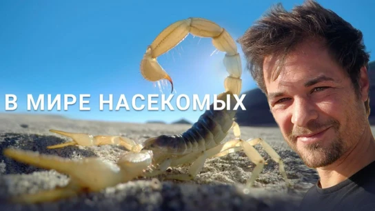 В мире насекомых