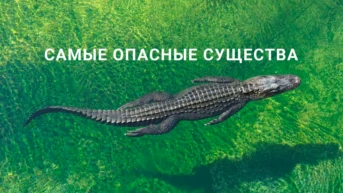 Самые опасные существа